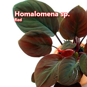 Homalomena sp Red